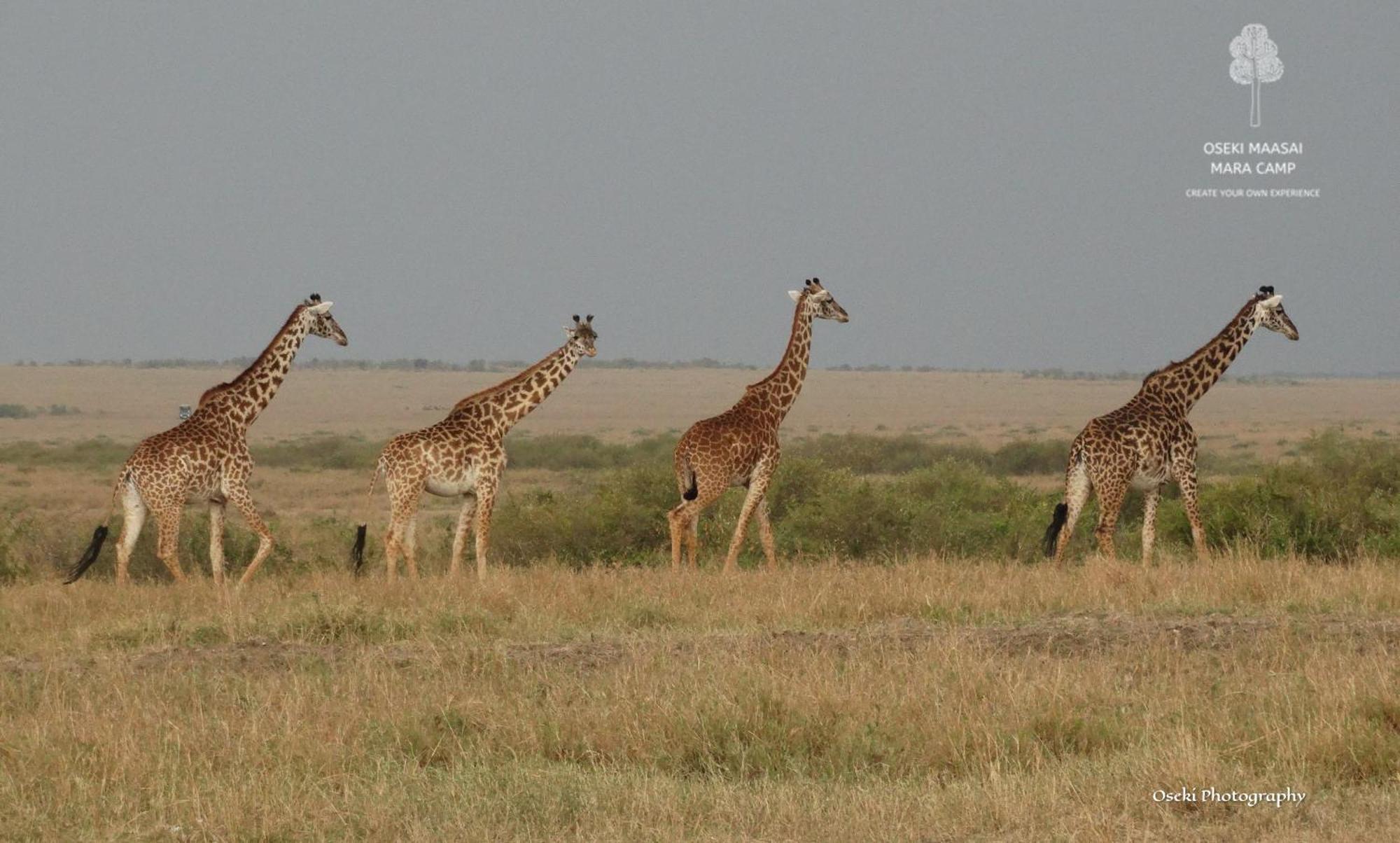 Hotel Oseki Maasai Mara Camp Narok Exteriér fotografie