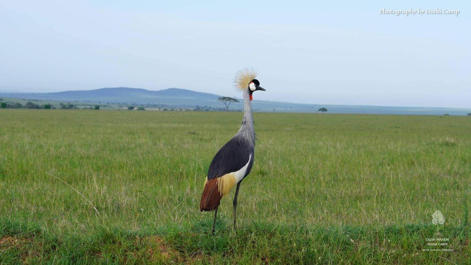 Hotel Oseki Maasai Mara Camp Narok Exteriér fotografie