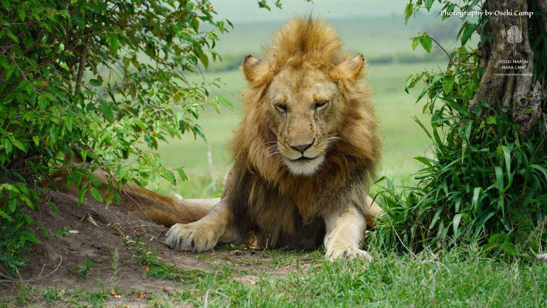 Hotel Oseki Maasai Mara Camp Narok Exteriér fotografie