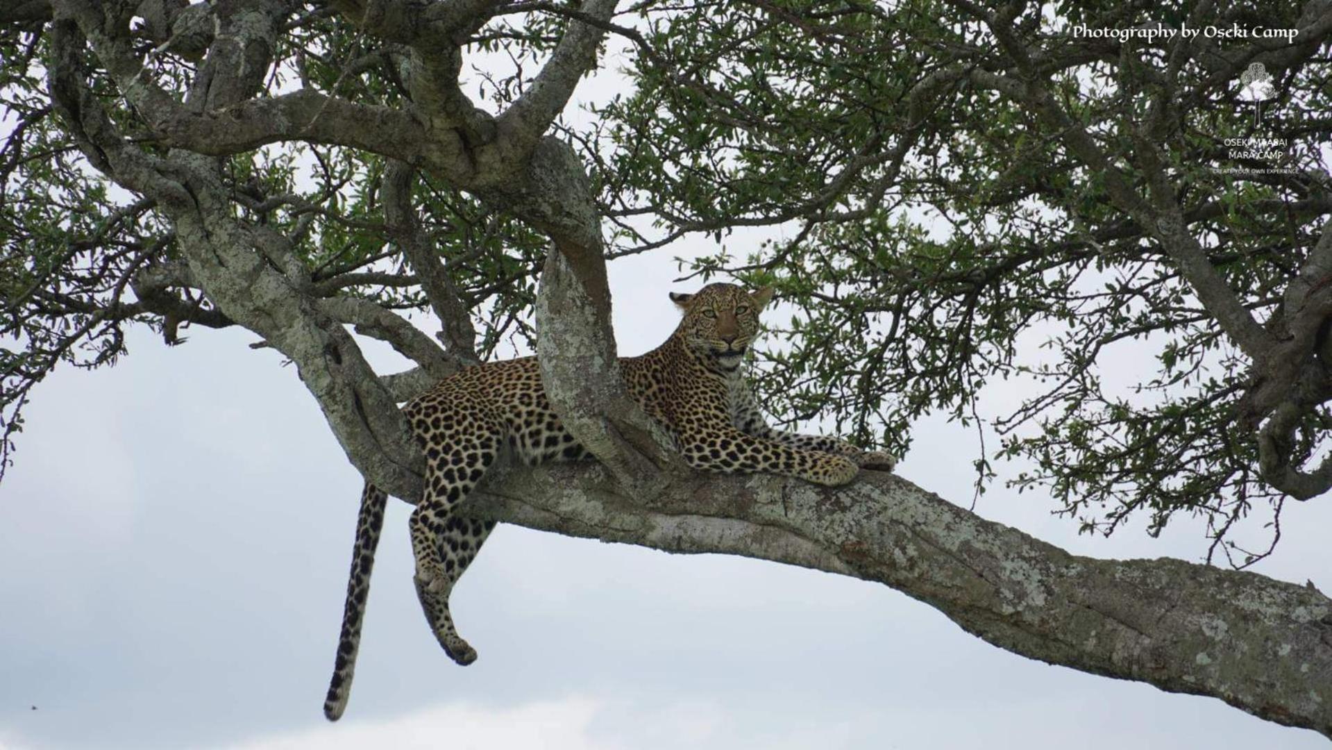 Hotel Oseki Maasai Mara Camp Narok Exteriér fotografie