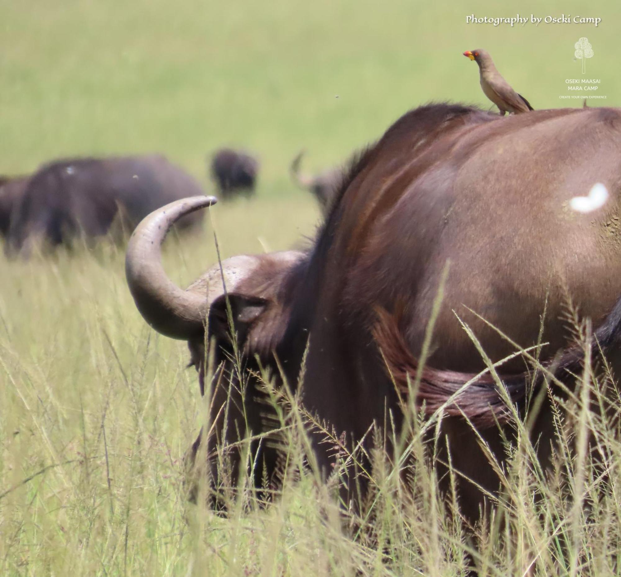 Hotel Oseki Maasai Mara Camp Narok Exteriér fotografie