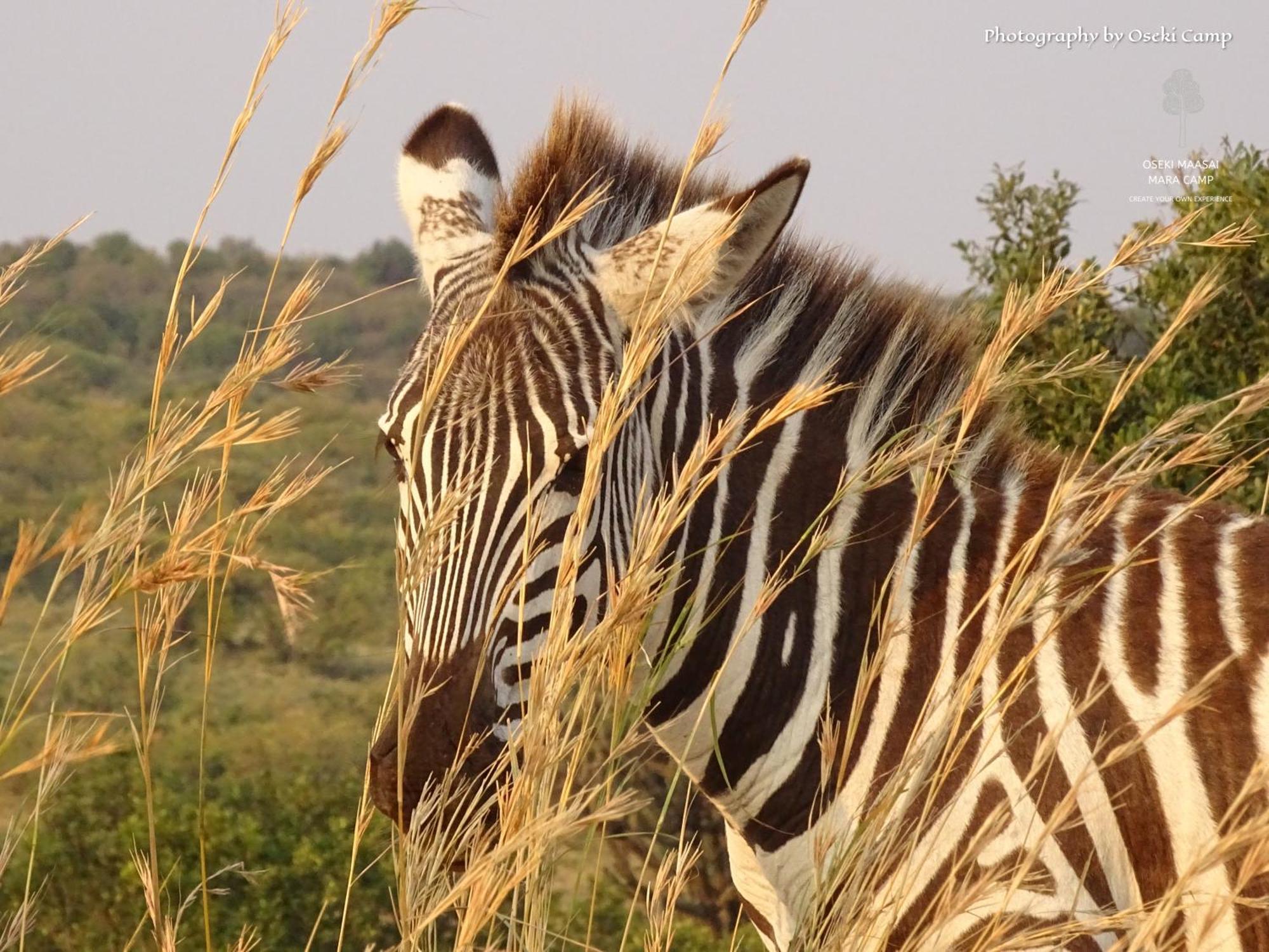 Hotel Oseki Maasai Mara Camp Narok Exteriér fotografie