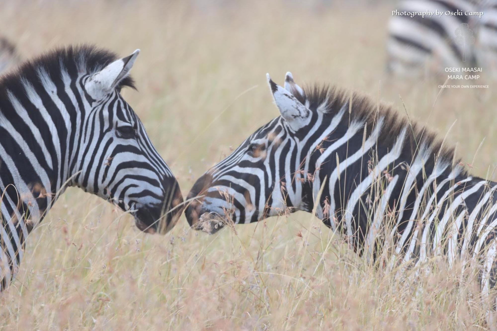 Hotel Oseki Maasai Mara Camp Narok Exteriér fotografie