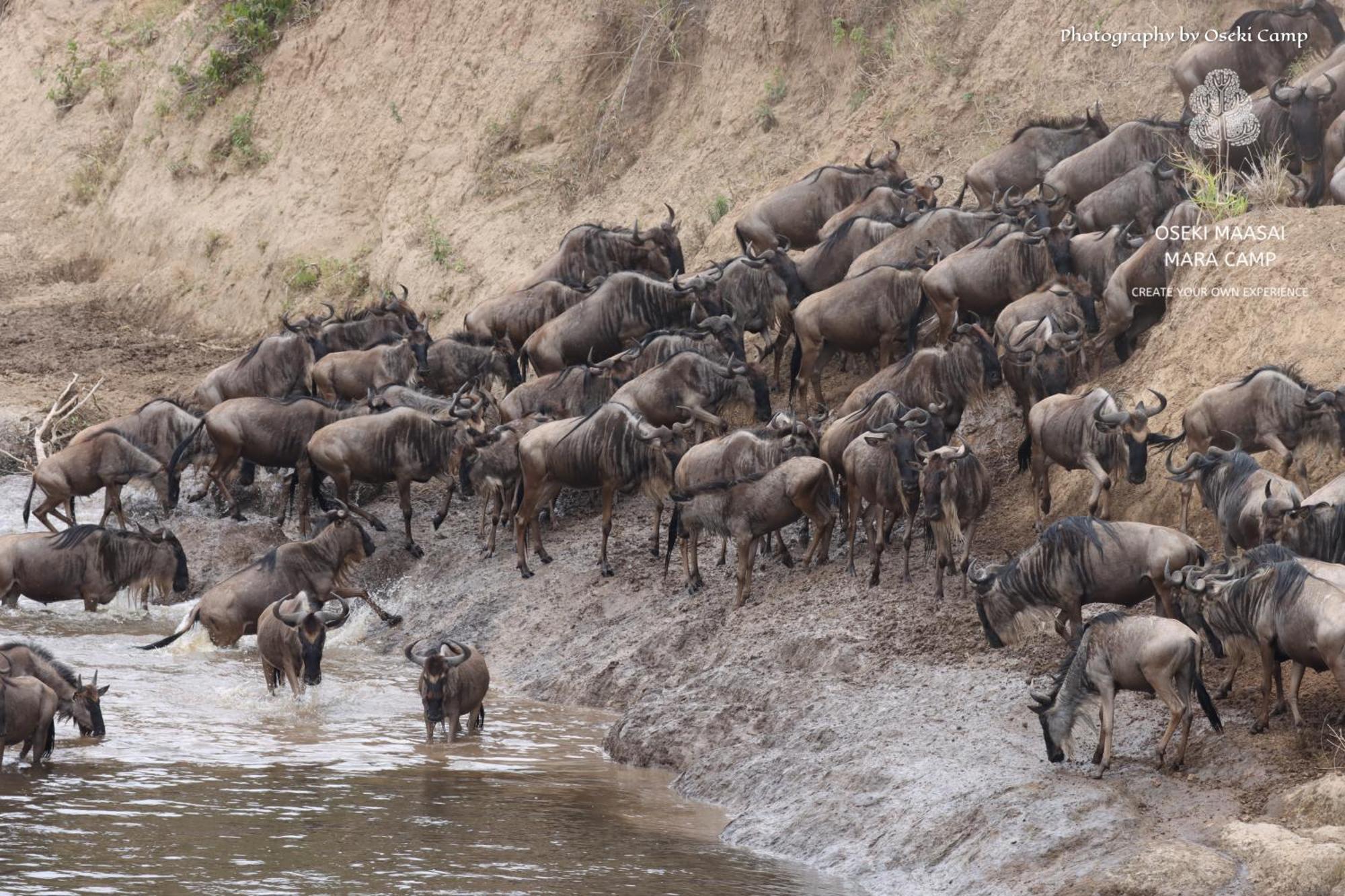 Hotel Oseki Maasai Mara Camp Narok Exteriér fotografie