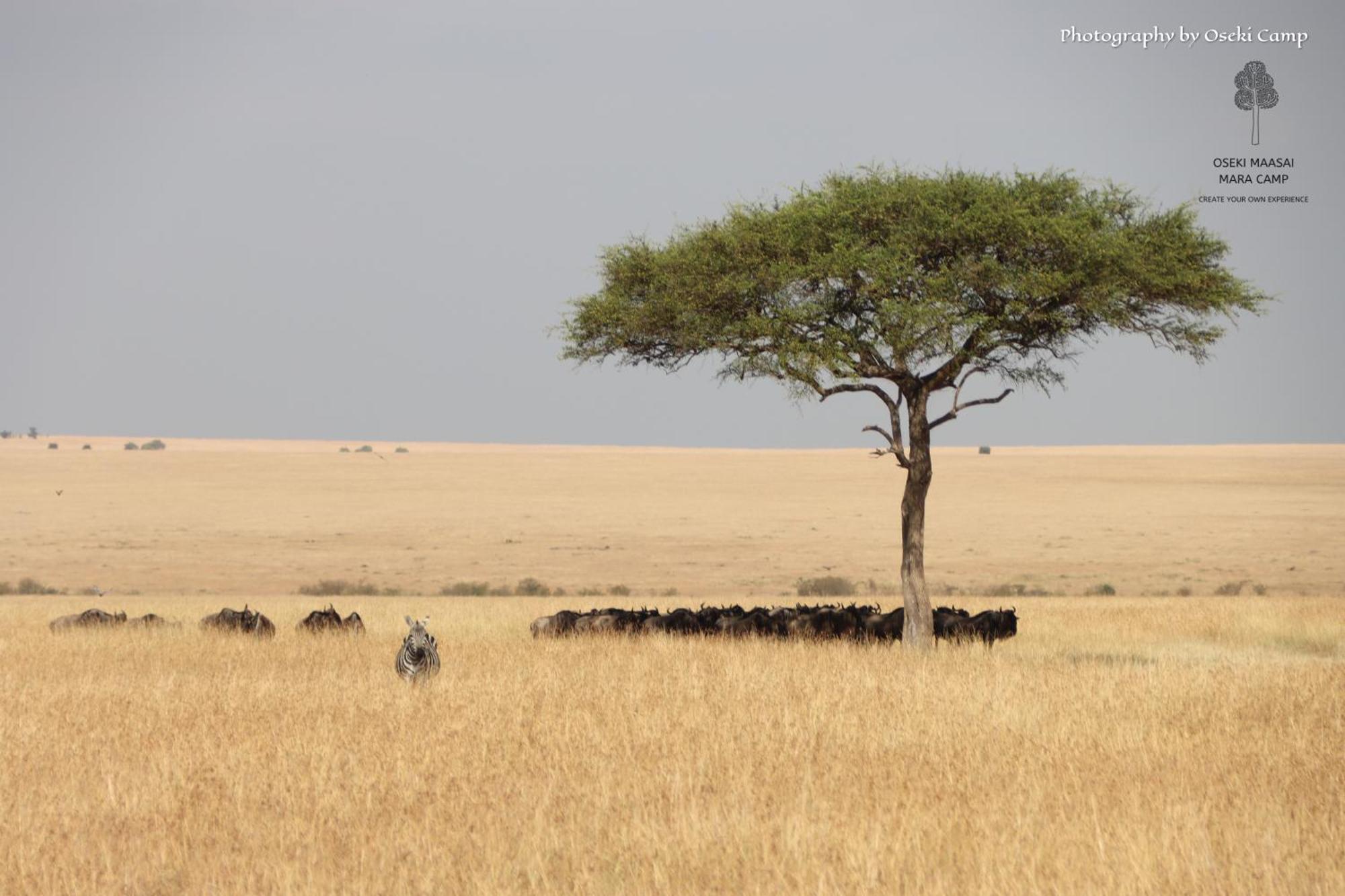 Hotel Oseki Maasai Mara Camp Narok Exteriér fotografie