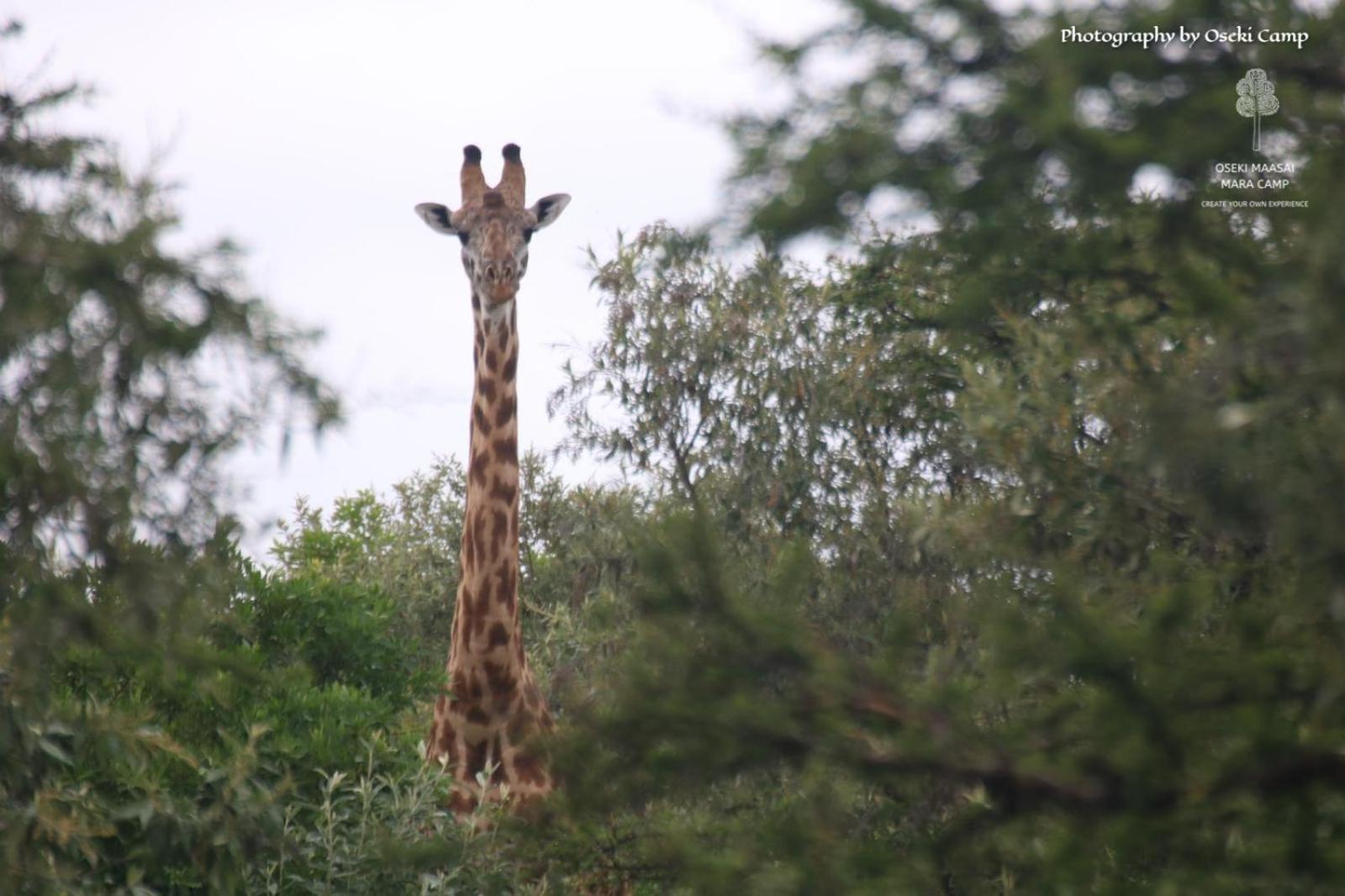 Hotel Oseki Maasai Mara Camp Narok Exteriér fotografie
